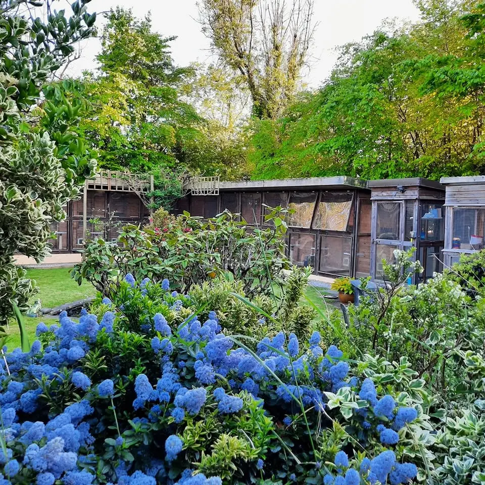 Colourful garden and chalet outlook at Old Moor Boarding Cattery