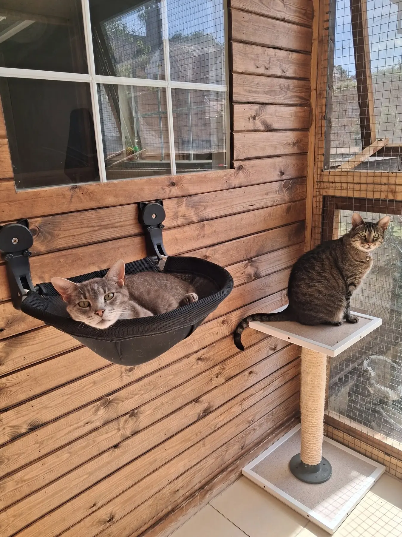 Old Moor Boarding Cattery accommodation and guests